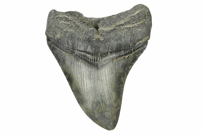 Fossil Megalodon Tooth - South Carolina #168150
